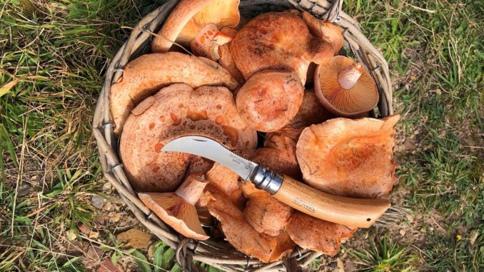 Mushrooming - basketful of Saffron Milkcaps SMALL (2)